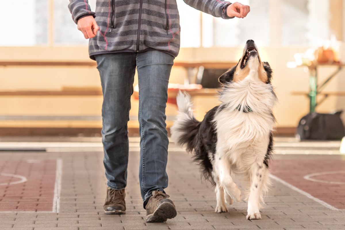 Border Collie training
