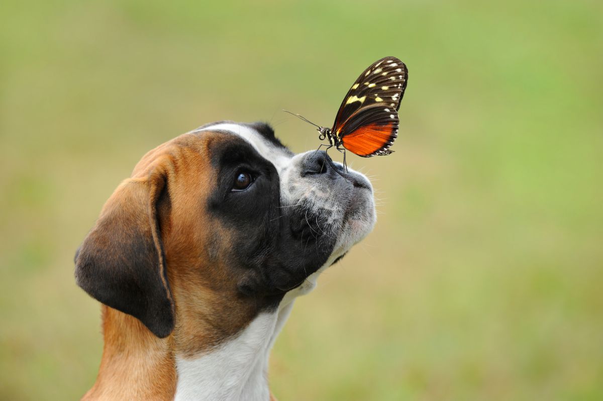 Boxer