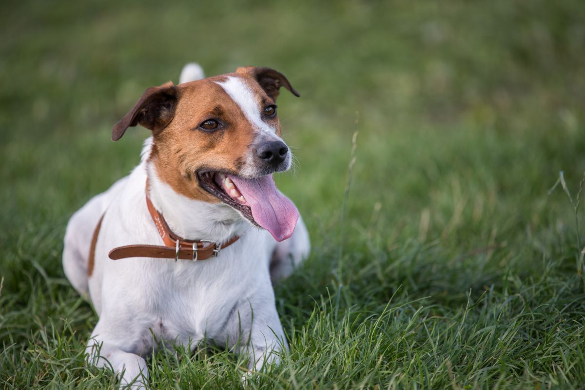 Deens-Zweedse boerderijhond buiten
