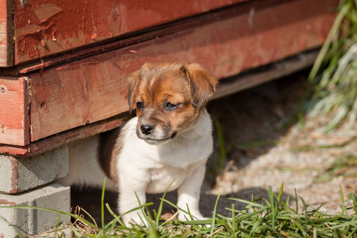 Deens-Zweedse boerderijhond puppy