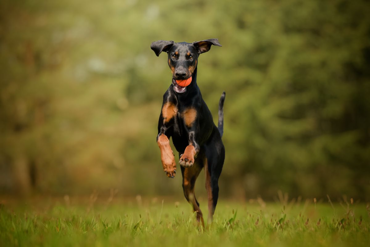 Dobermann Pinscher
