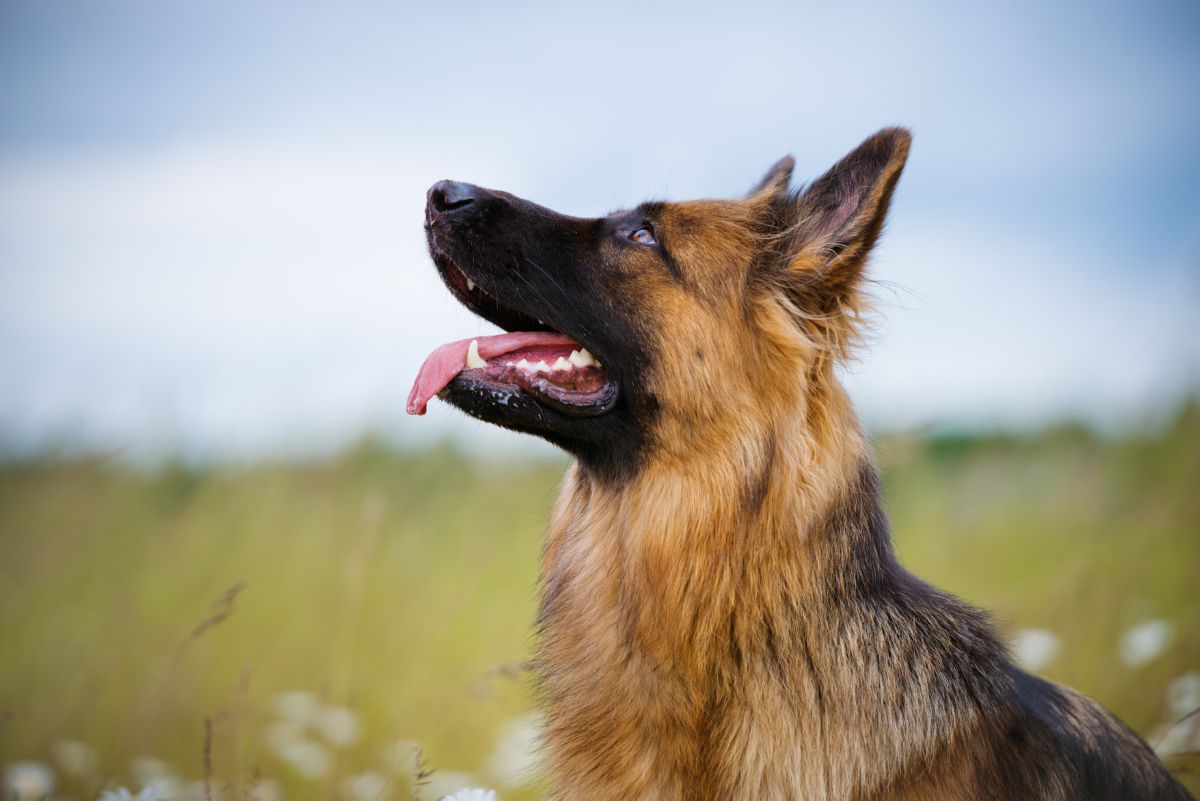Duitse herder