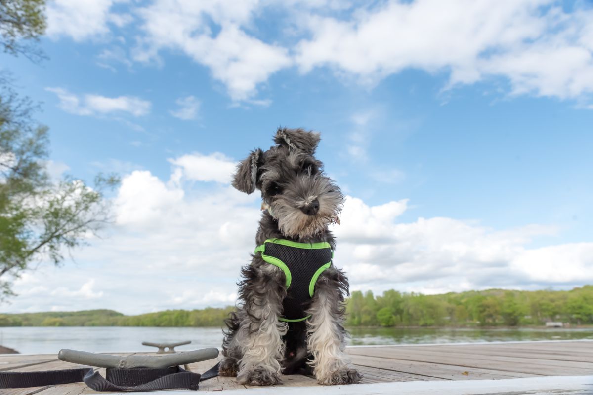 Dwergschnauzer