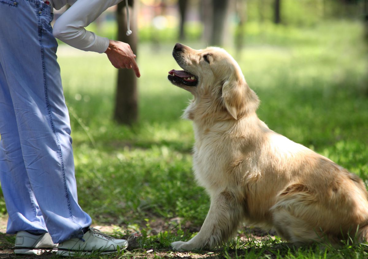 Golden Retriever
