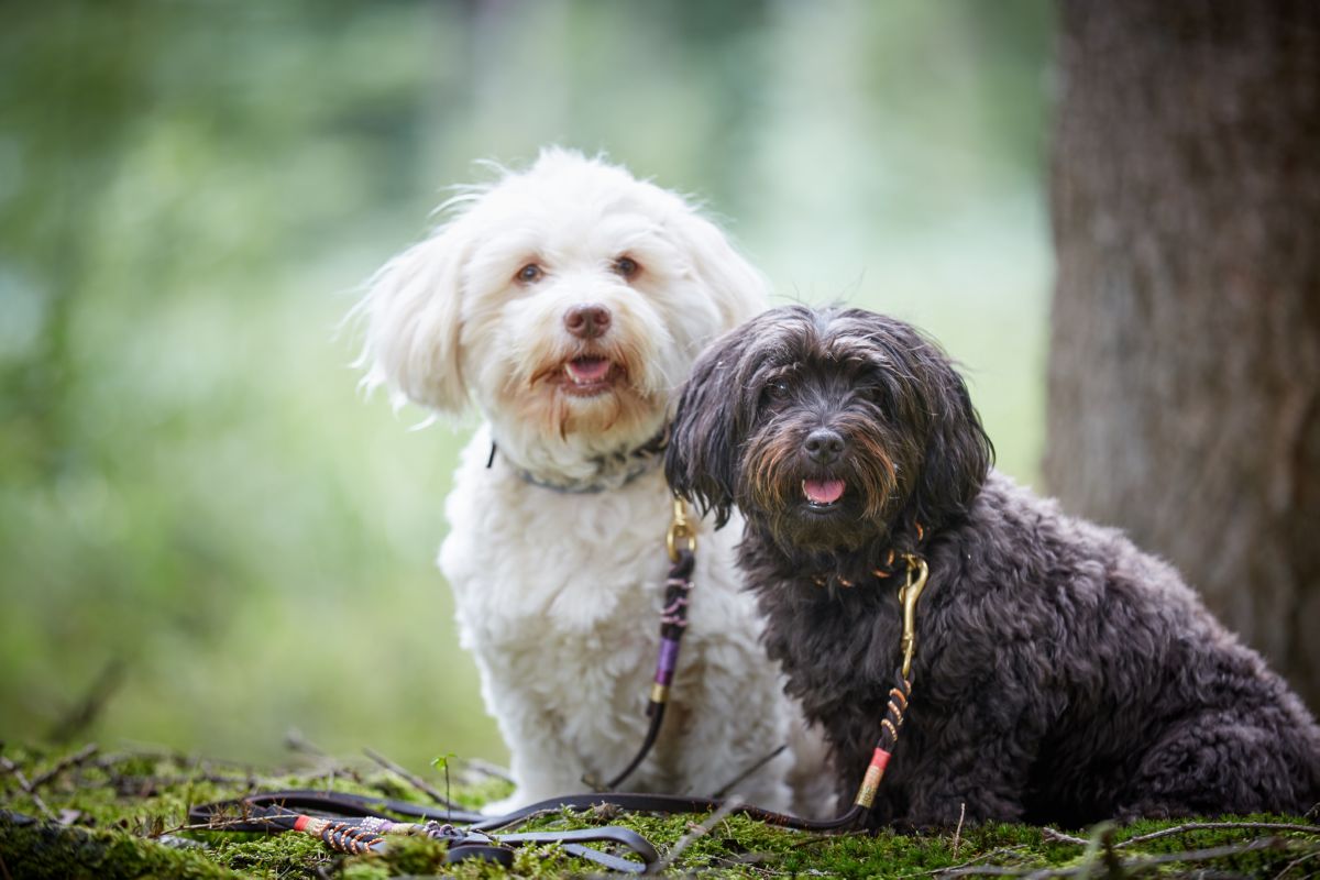 Havanezer honden
