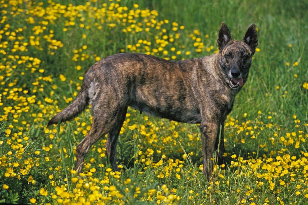 Hollandse herder