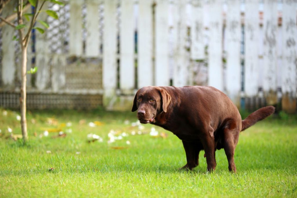 Hond poepen