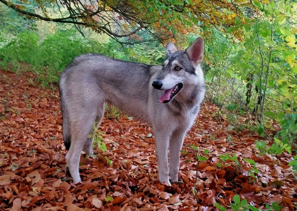 Noordelijke Inuit hond