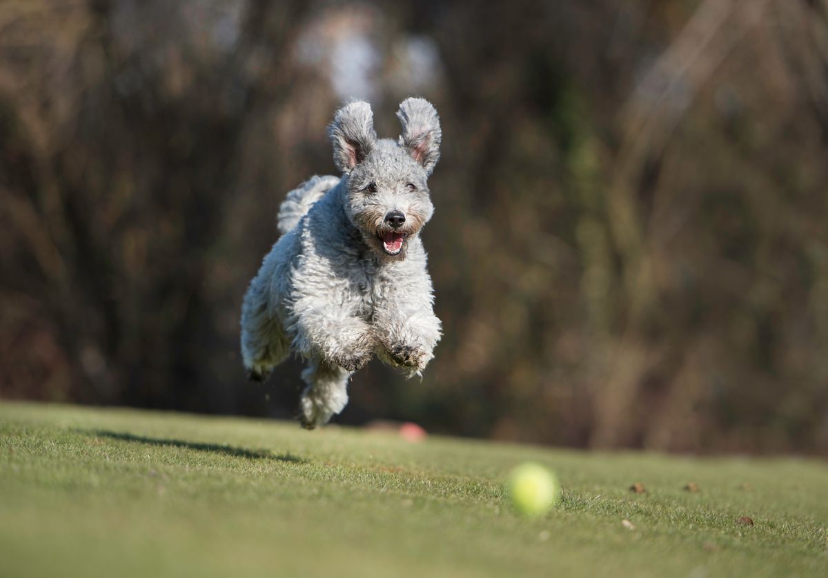 Pumi rennend