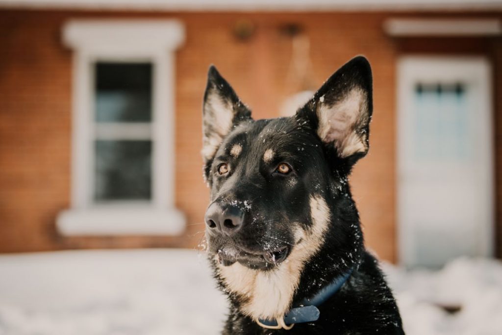 Shiloh herder