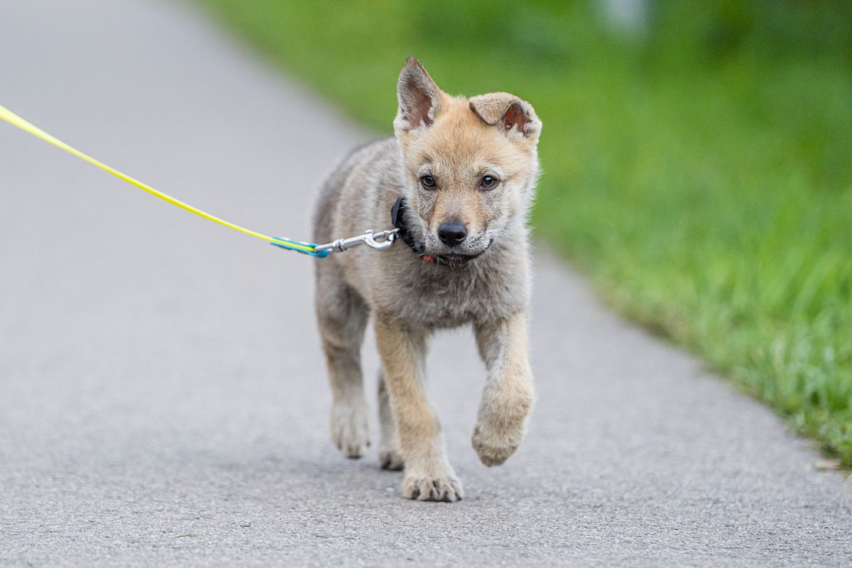 Tsjecho-Slowaakse Wolfhond puppy buiten