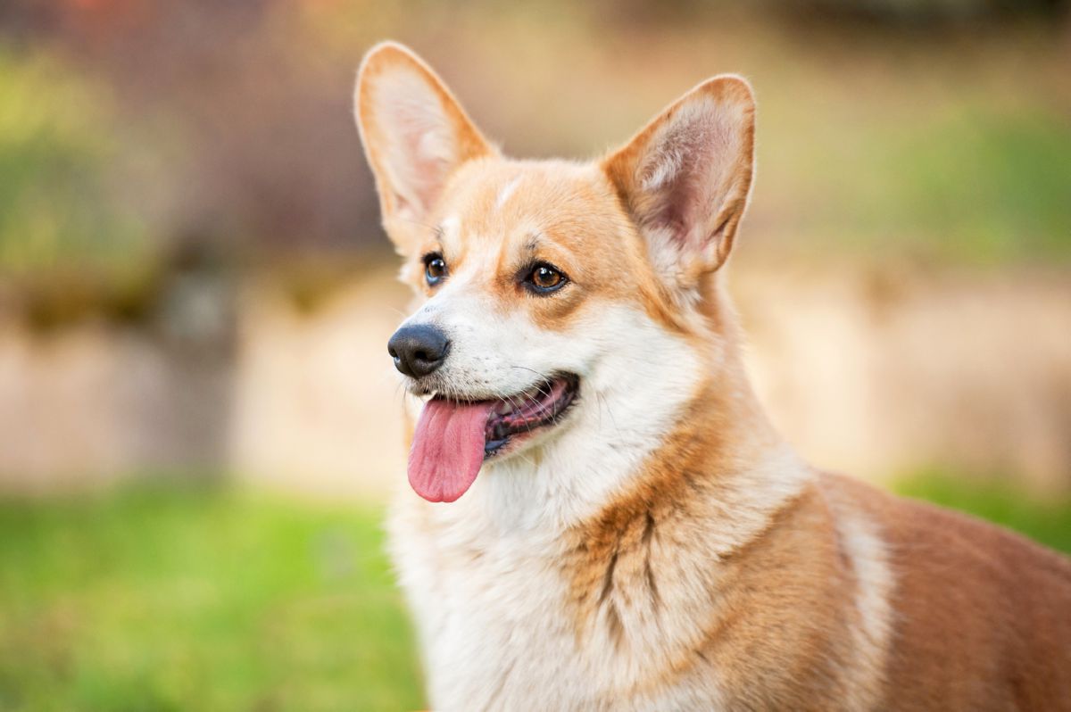 Welsh corgi pembroke