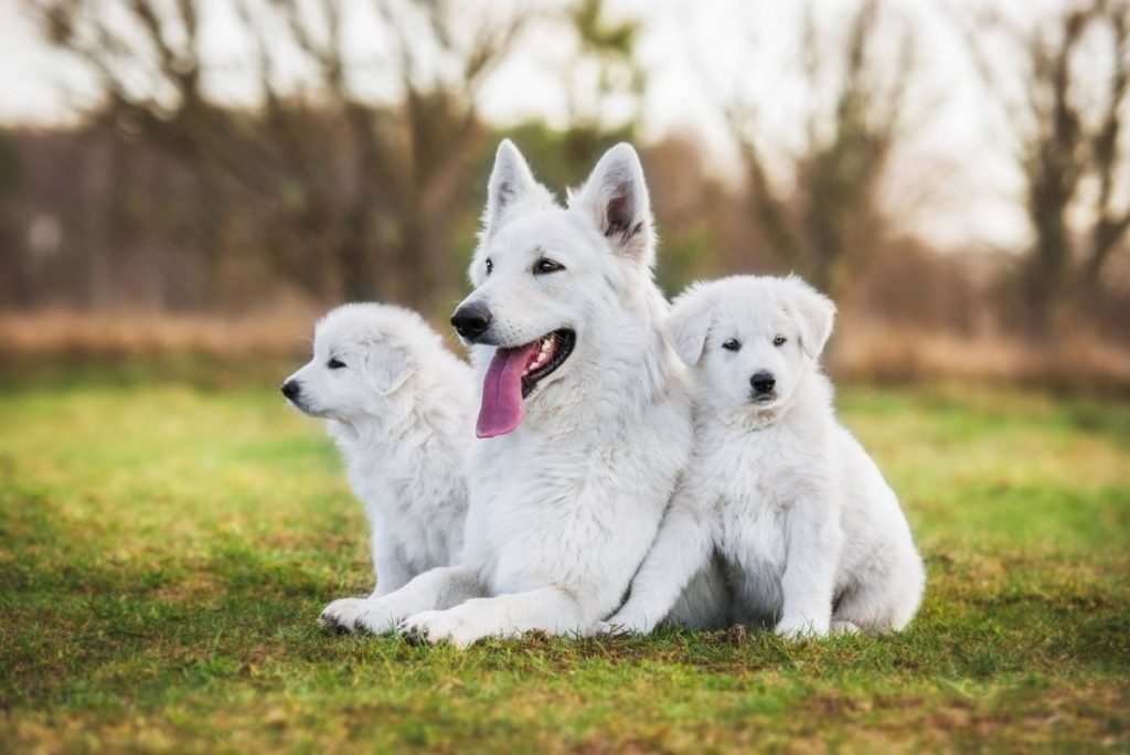 Witte Zwitserse herder