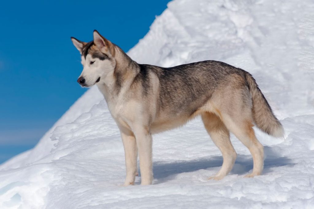 Alaska Malamute