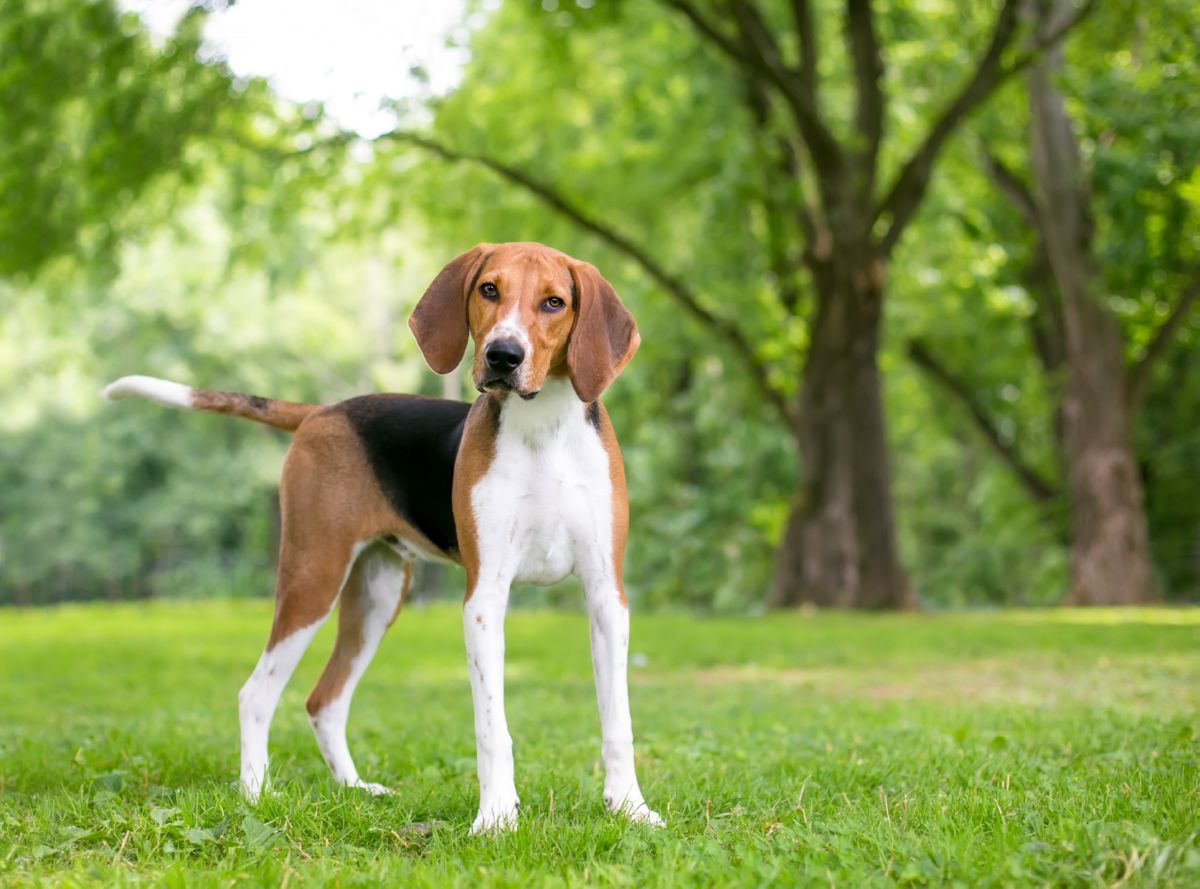Amerikaanse Foxhound