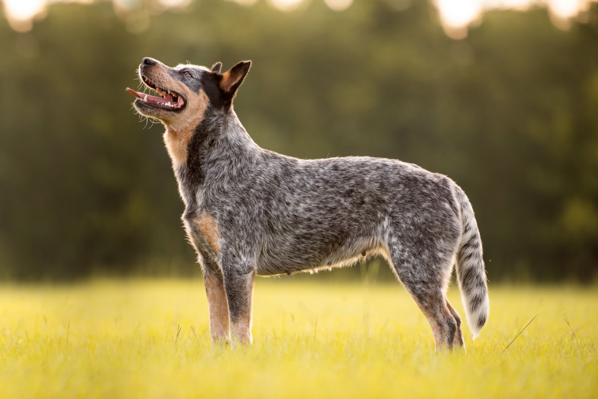 Australian Cattle dog buiten