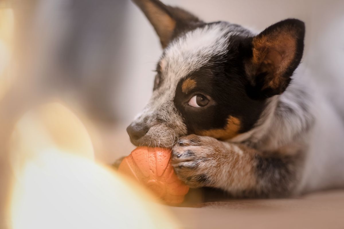 Australian Cattle dog puppy met bal