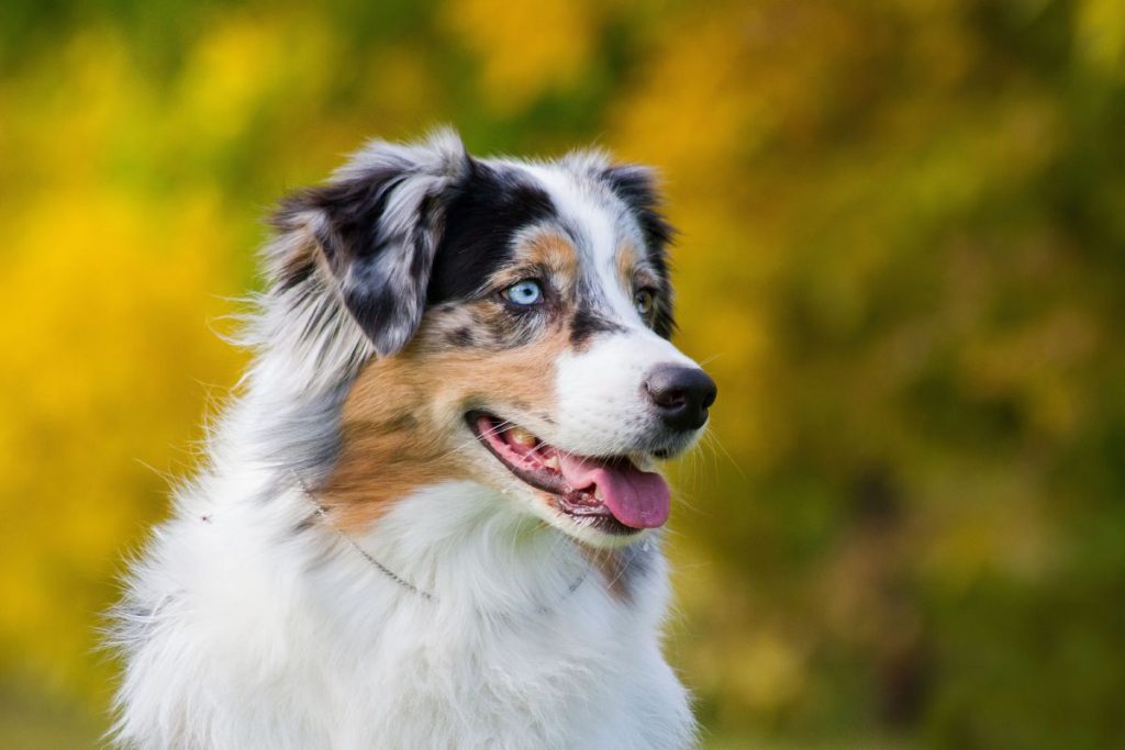 Australische Herder