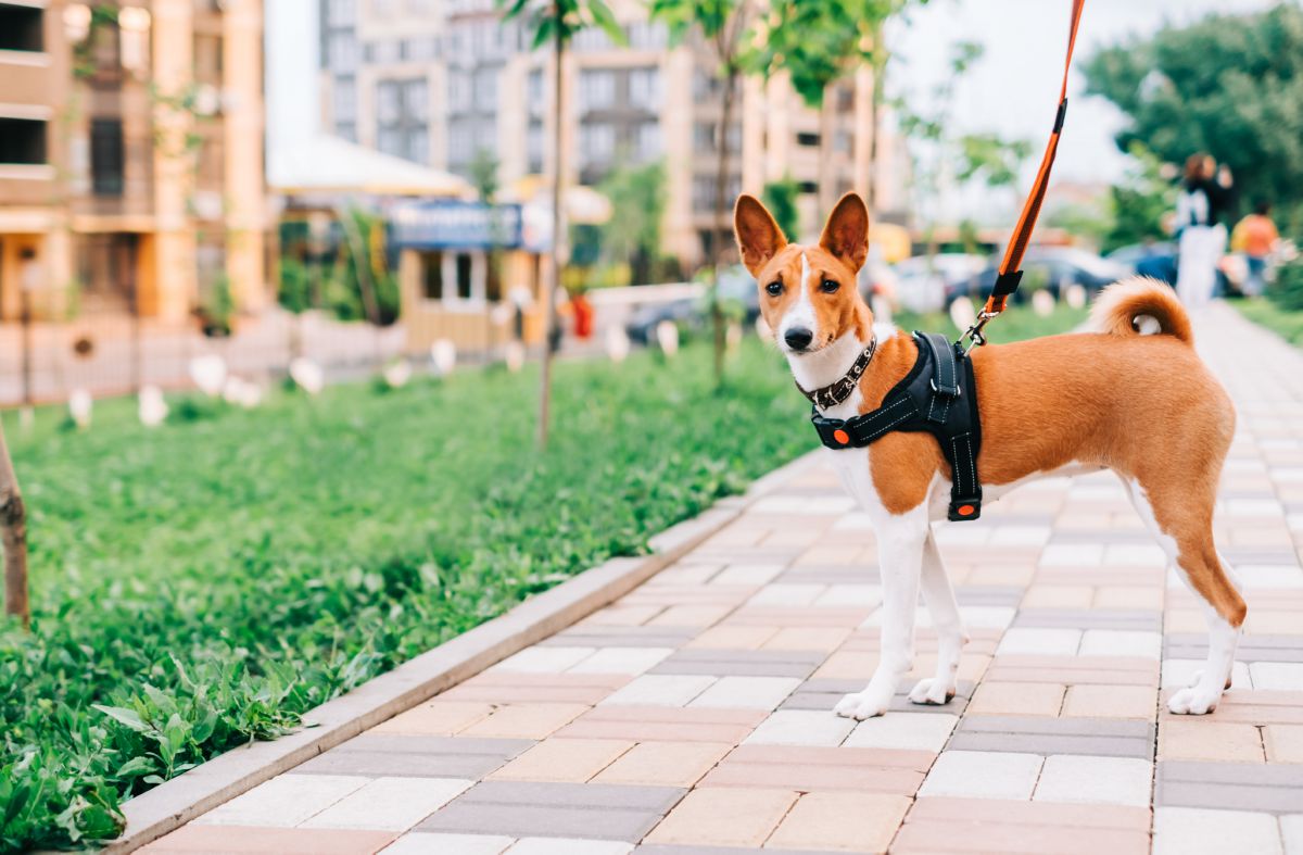 Basenji
