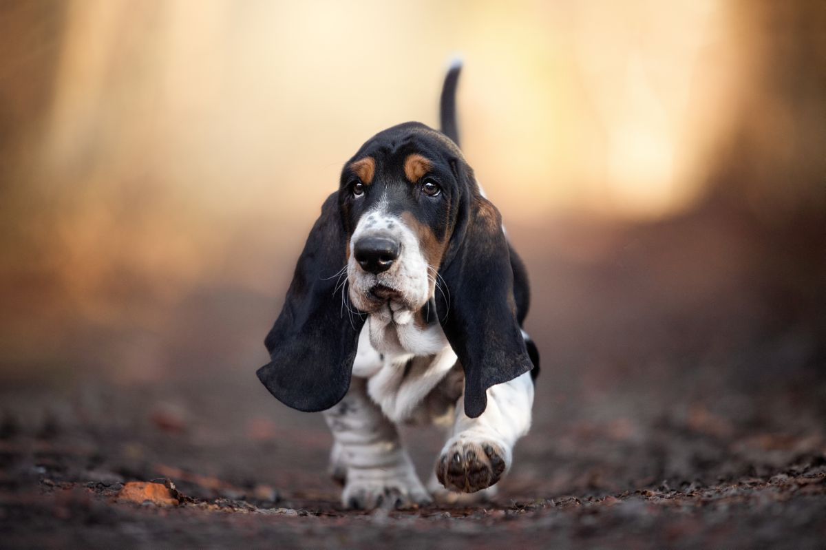 Basset Hound