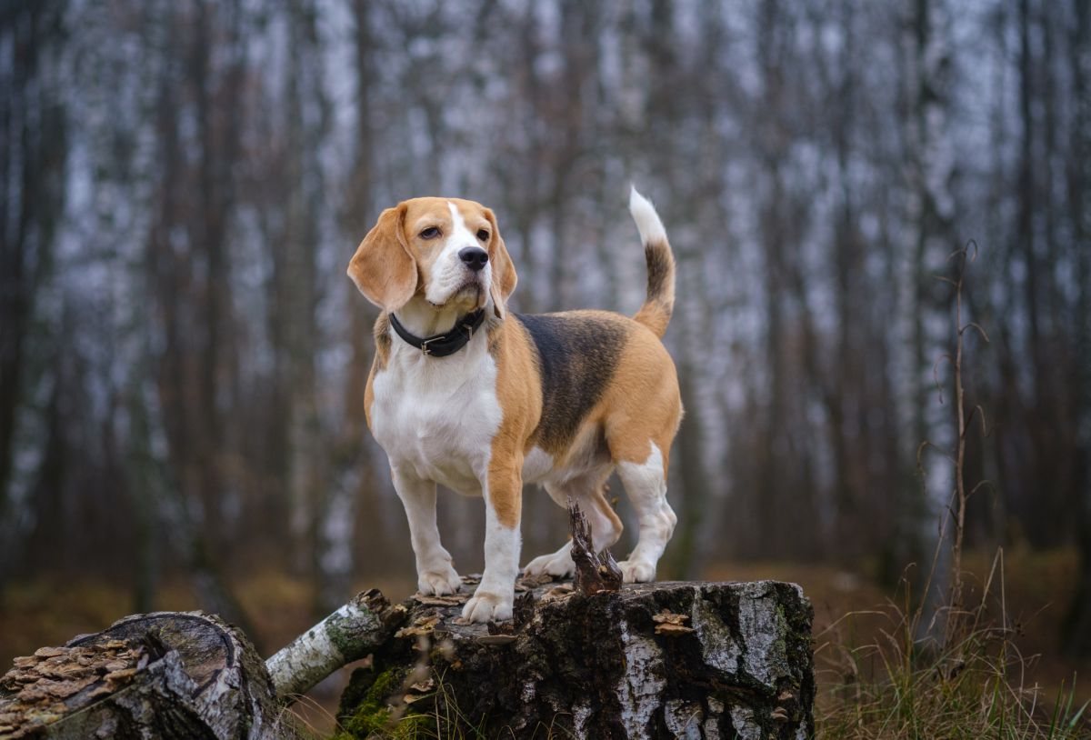 Beagle