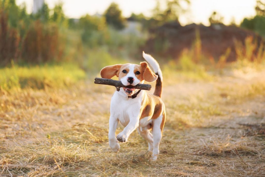 Beagle