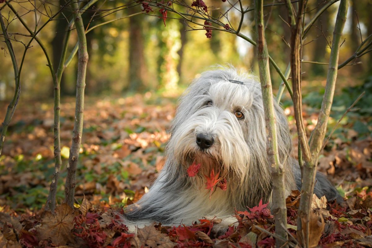 Bearded Collie in bos