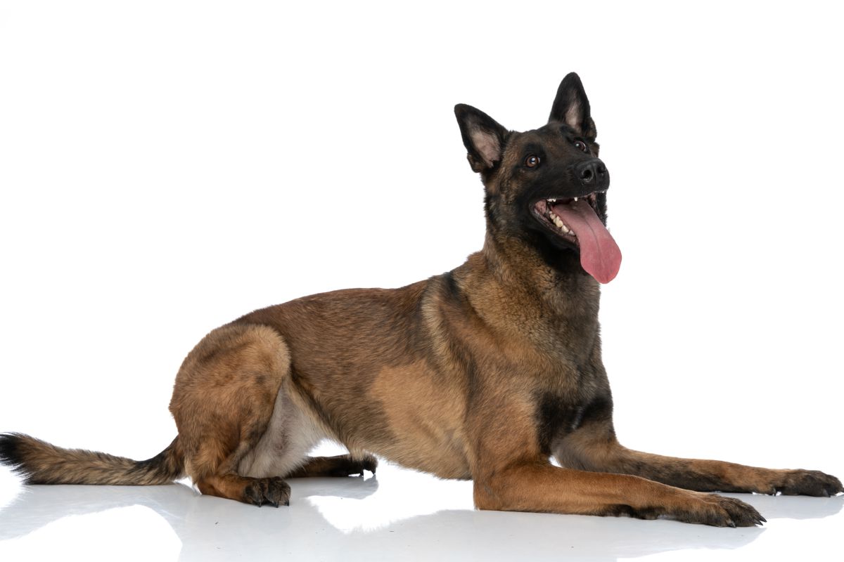 Belgische herder
