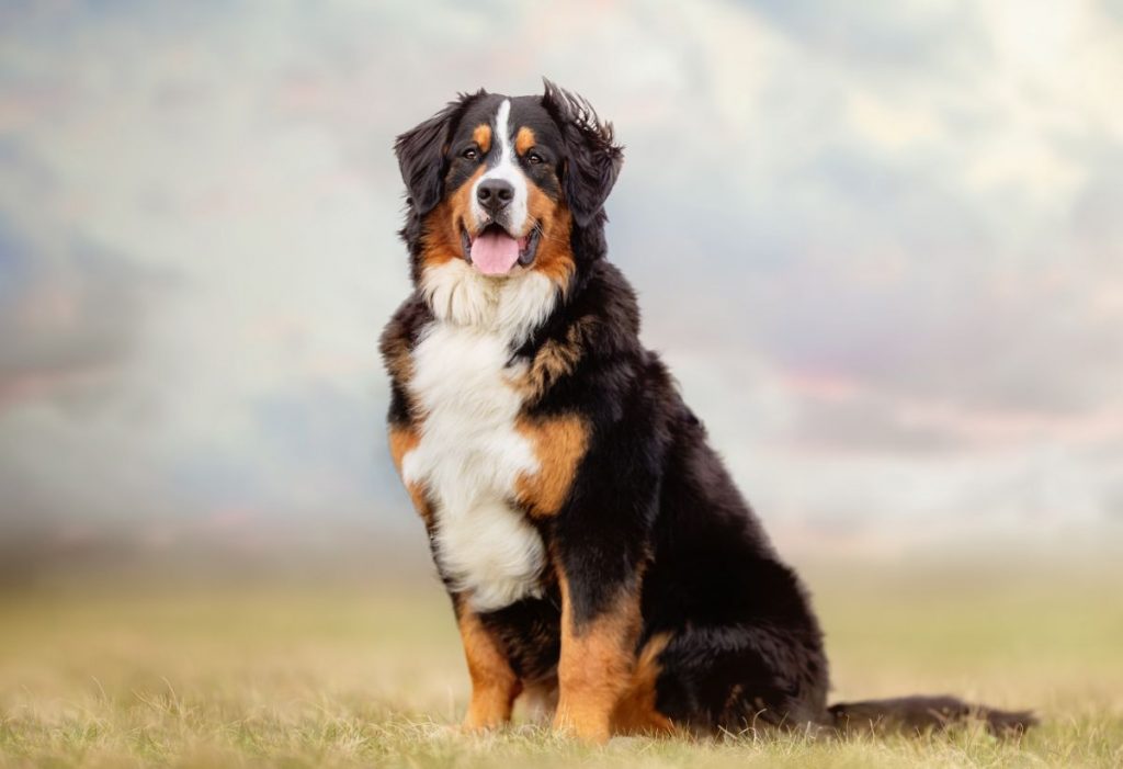Berner Sennenhond