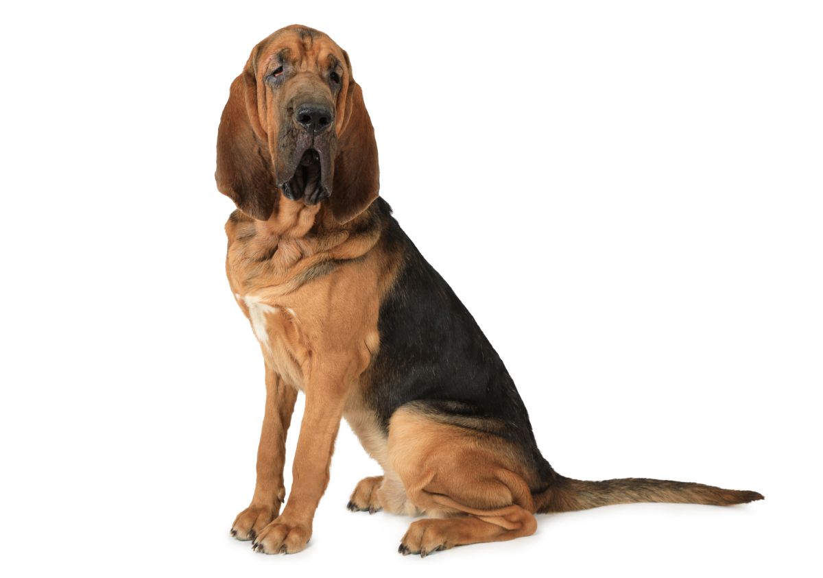 Bloedhond