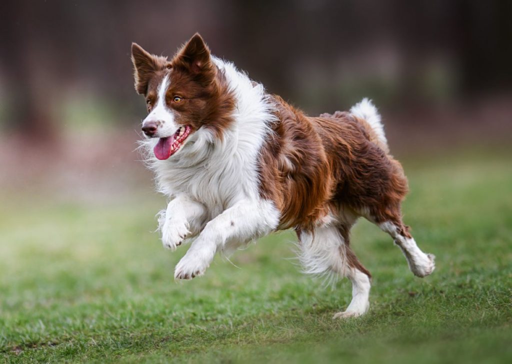 Border Collie