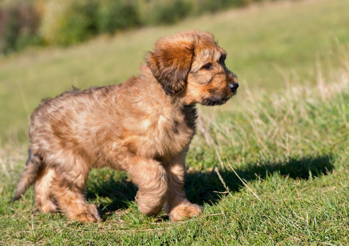 Briard puppy rennend