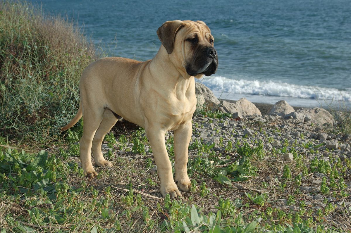 Bullmastiff puppy
