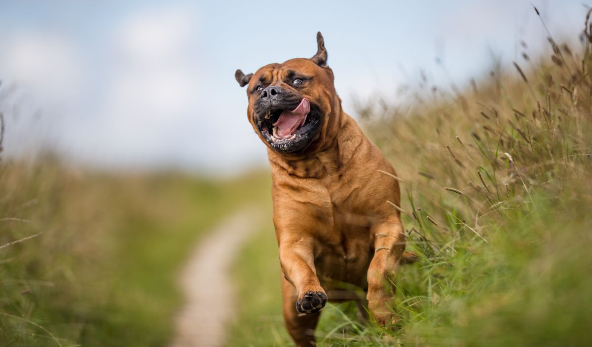 Bullmastiff rennend