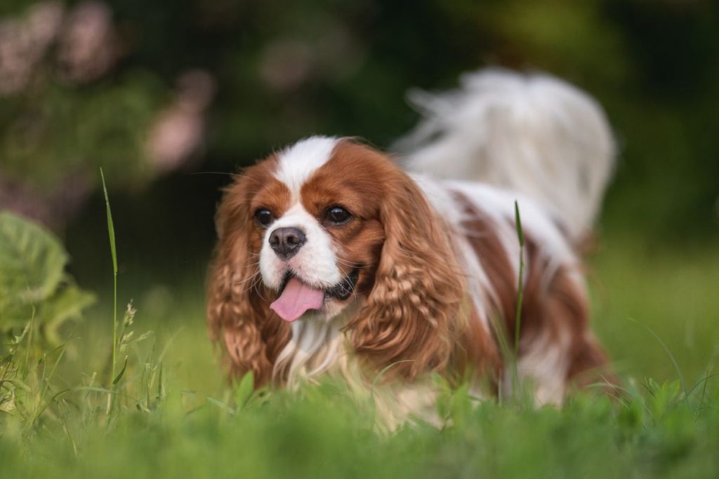 Cavalier King Charles Spaniel