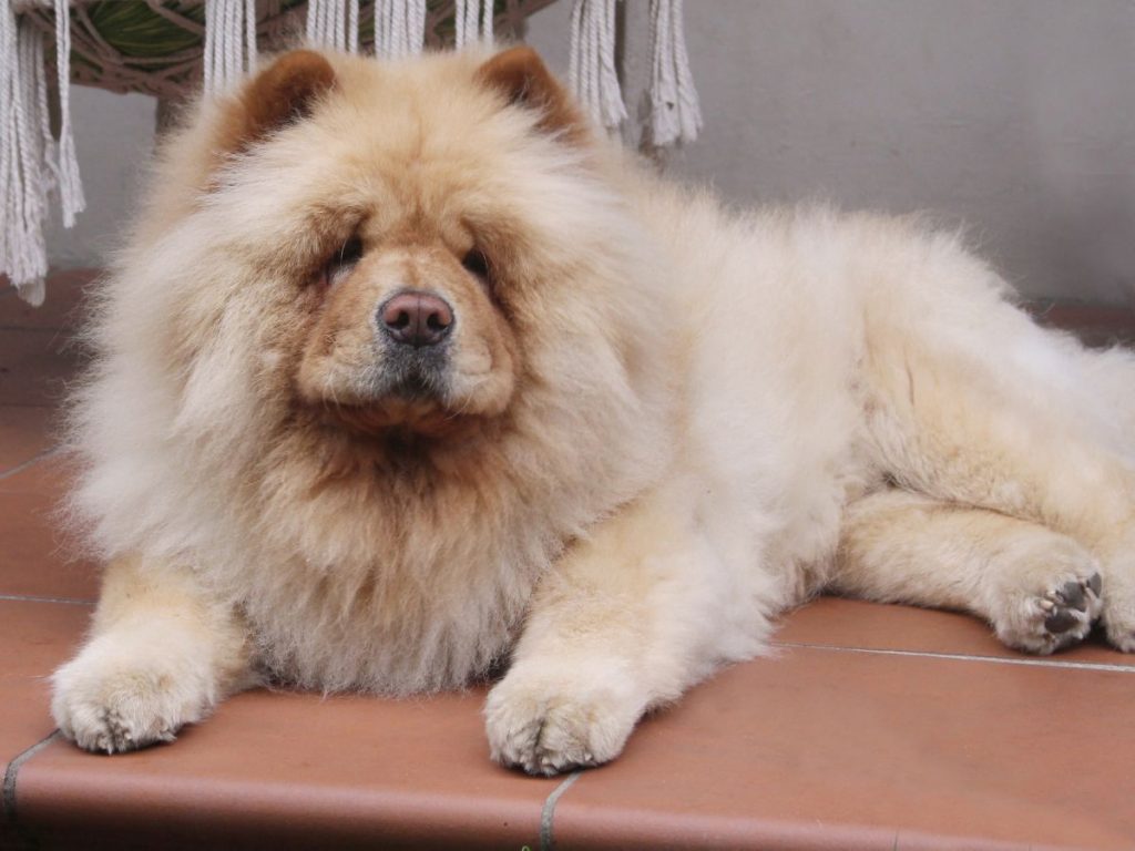 Chow Chow