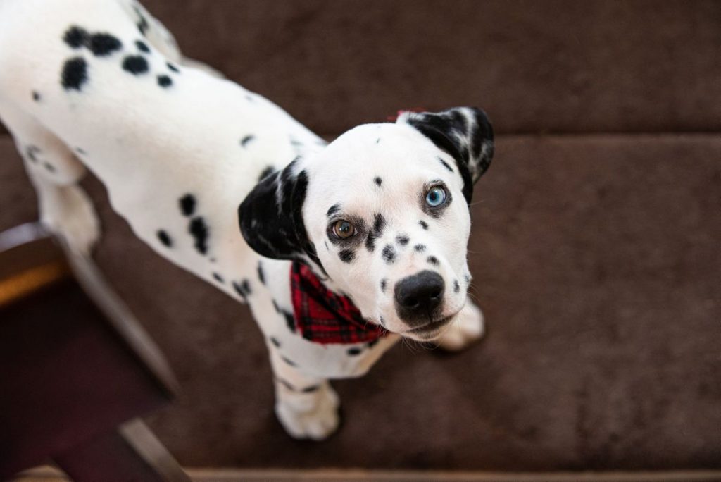 Dalmatiërs
