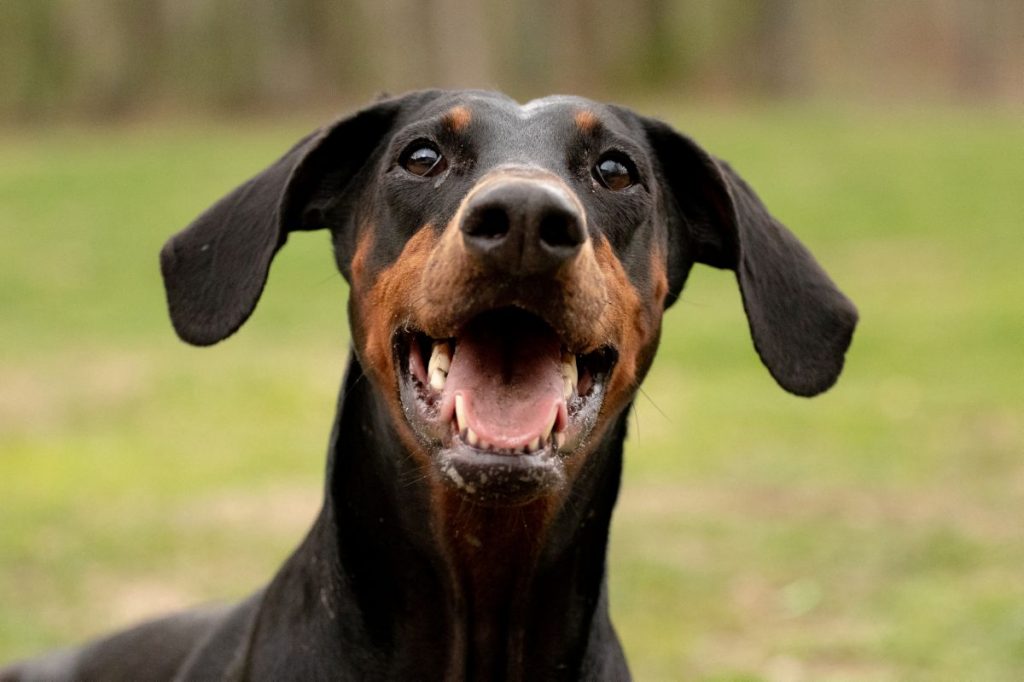 Doberman Pinscher