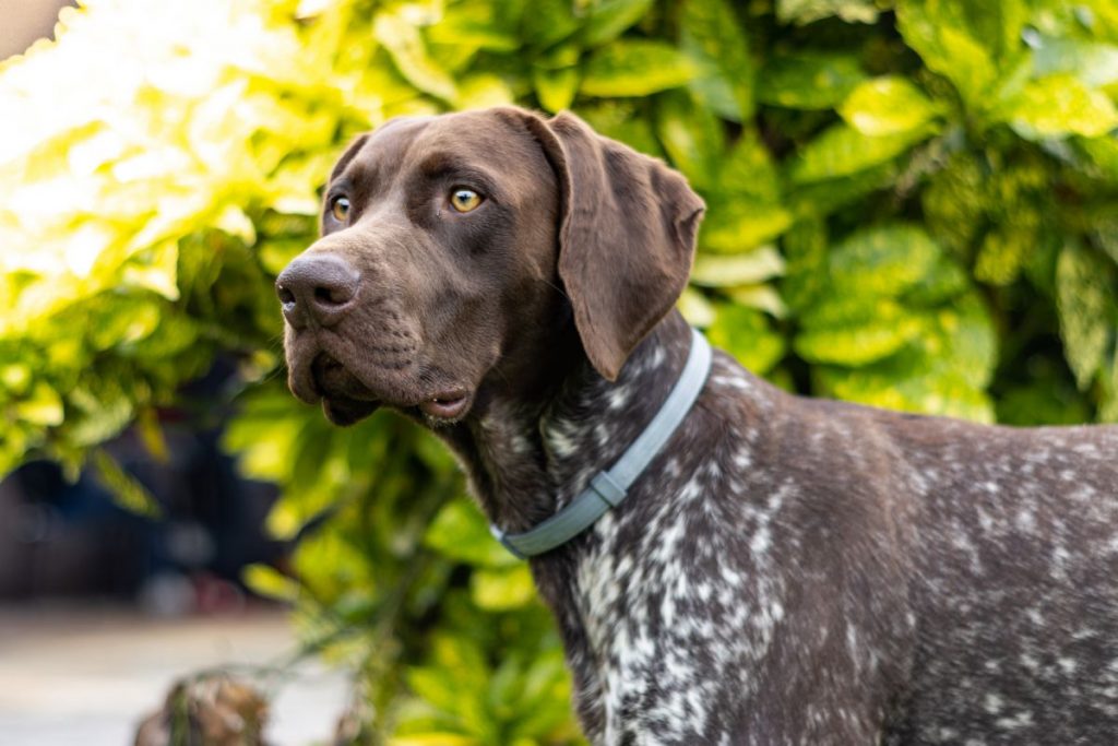 Duitse kortharige Pointer