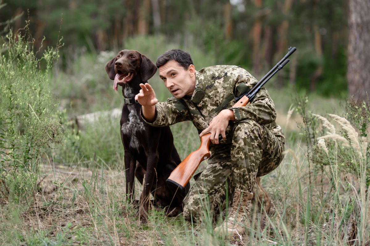 Engelse Pointer