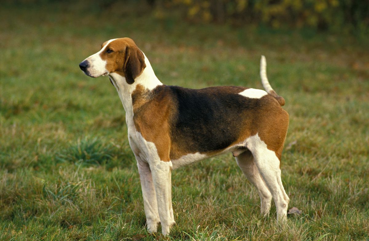 Foxhound