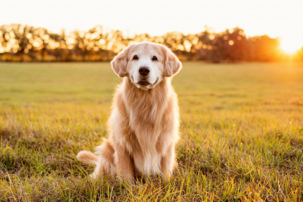 golden Retriever