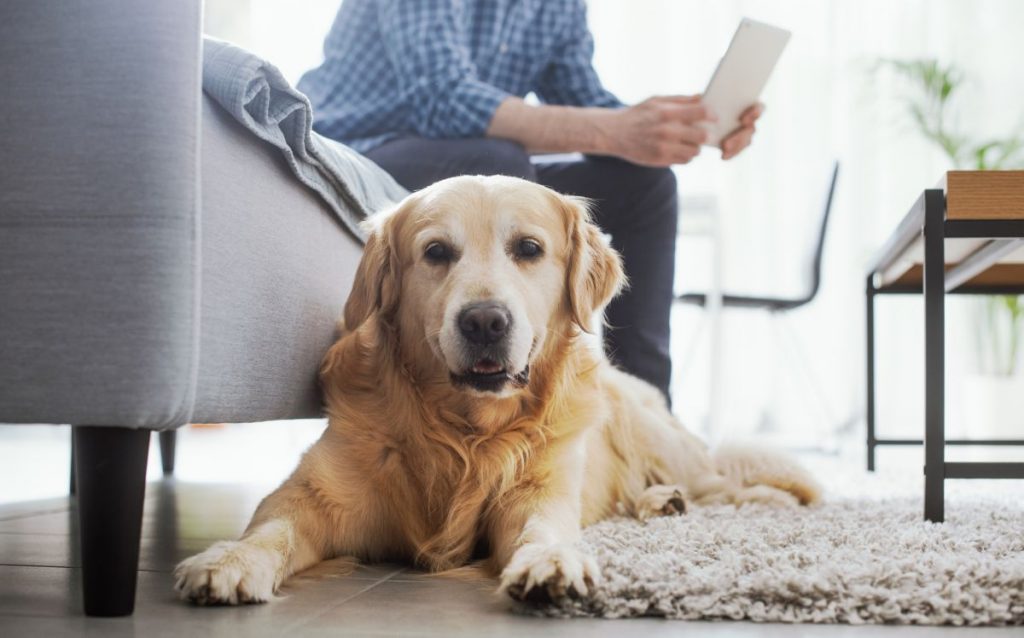 Hond negeert