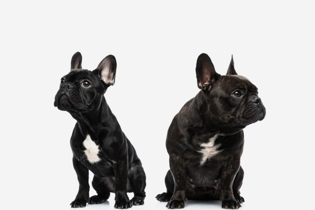 Honden negeren elkaar