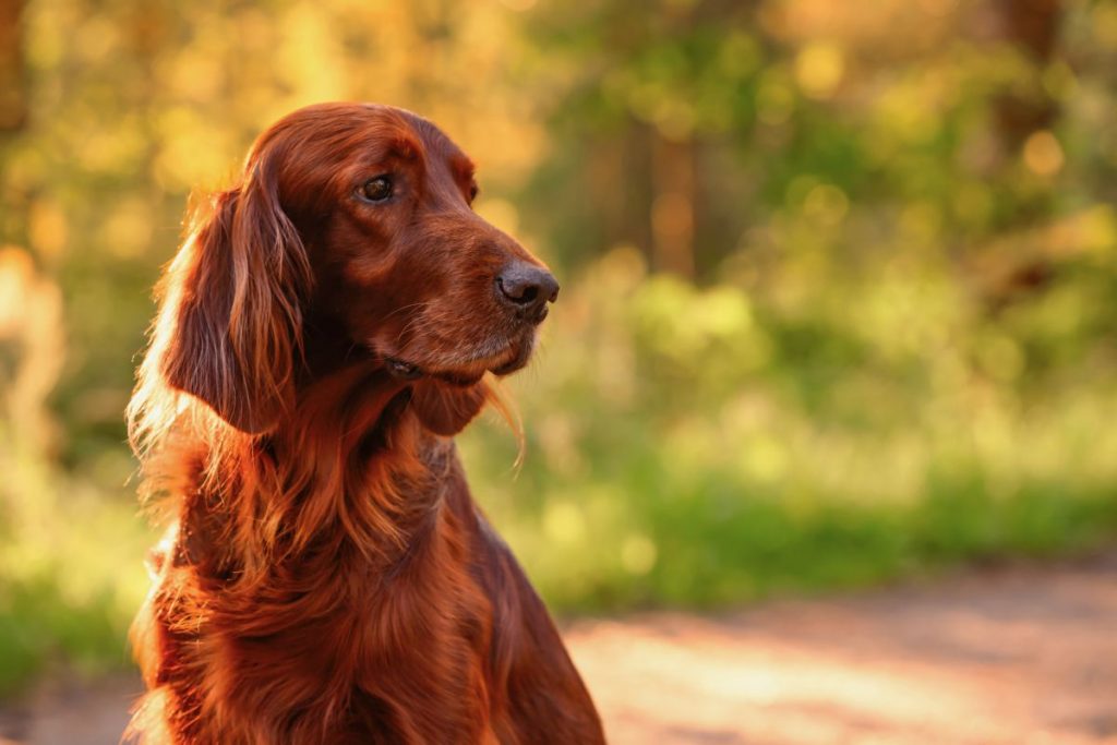 Ierse Setter