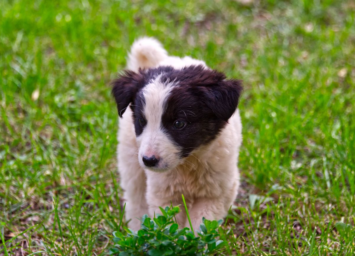 Karakachan puppy in grasveld