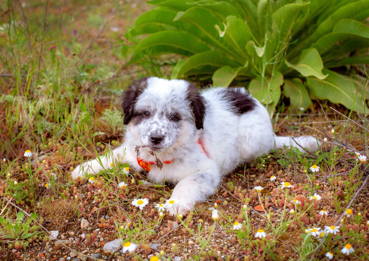 Karakachan puppy