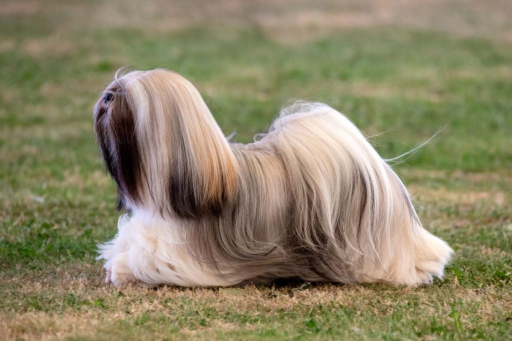 Lhasa Apso