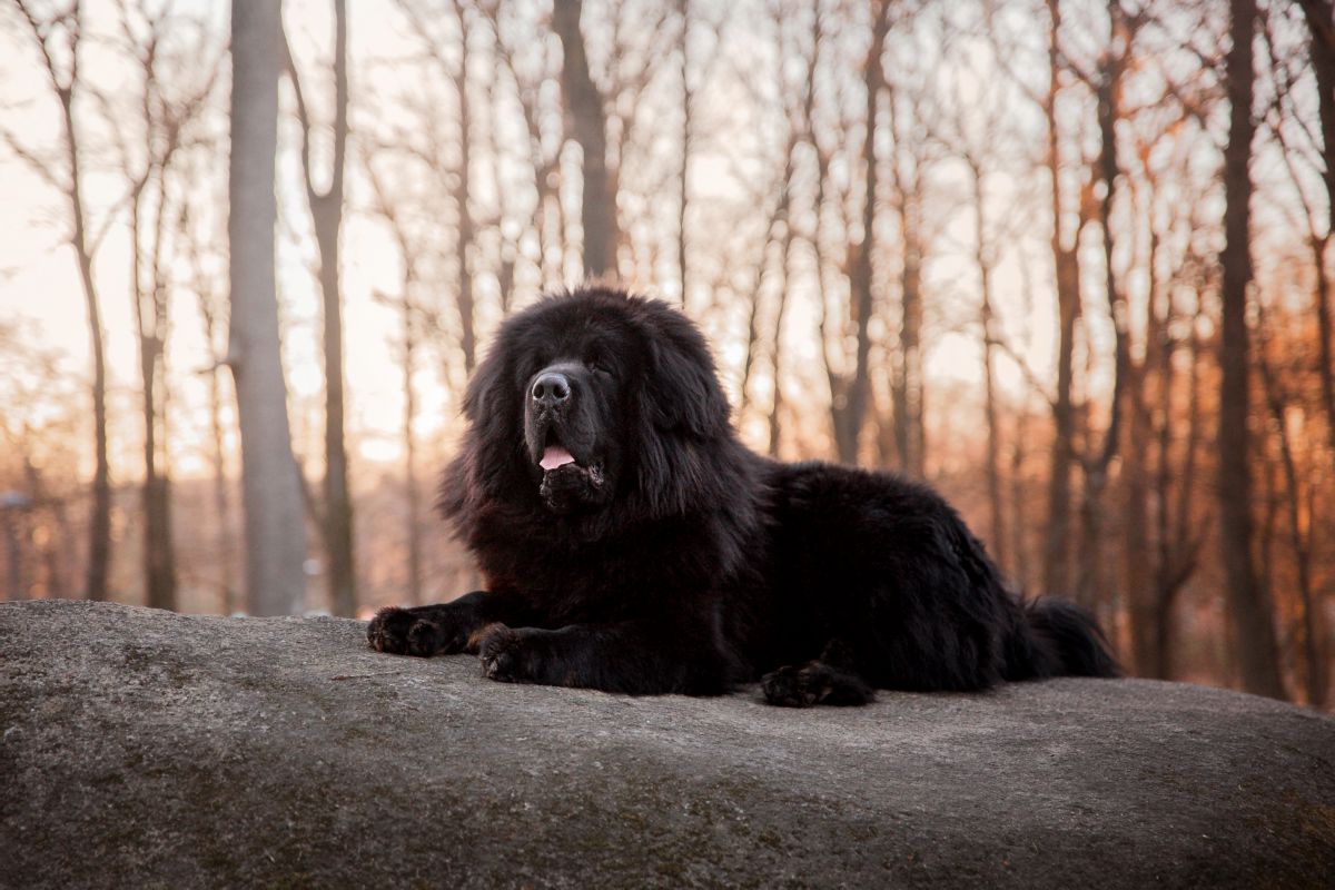 Mountain Mastiff