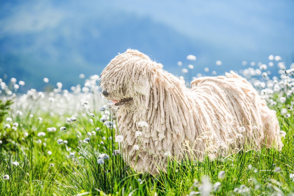 Puli buiten